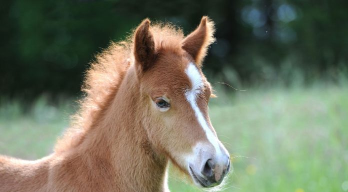 chestnut pony foal