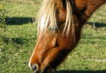 chestnut pony grazing