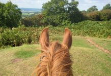 chestnut through the ears