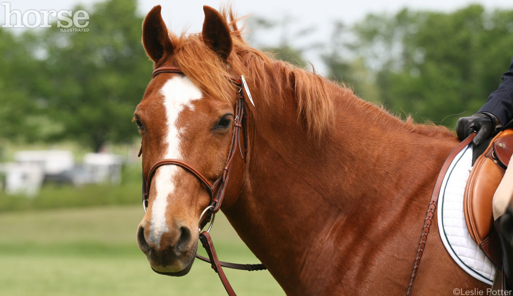 Hair Whorls Give a Clue to Horses' Spooking Behavior - Horse Illustrated