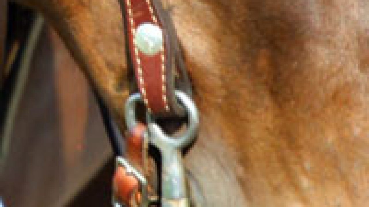 Horse Saddle Hardware 1/4 PACK 10 NP BP AL CHICAGO SCREWS POSTS BELT —  Challenger