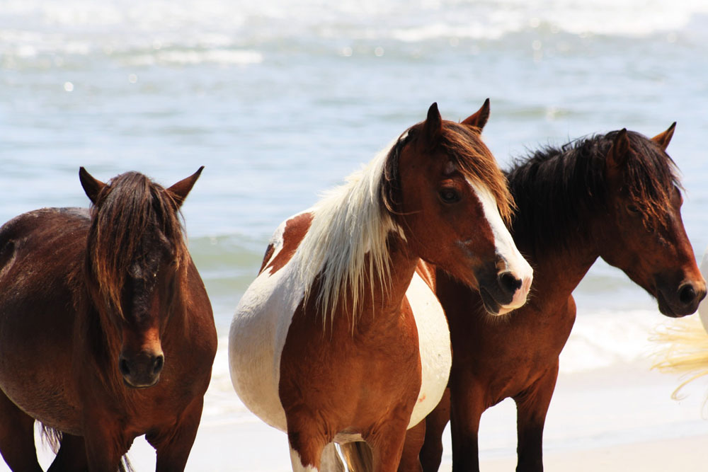 Chincoteague Ponies on the beach.
