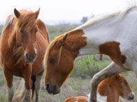 chincoteague ponies