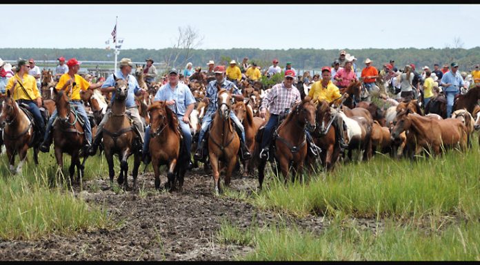 chincoteague pony