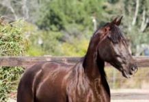 Soring Violations Continue to Plague the Tennessee Walking Horse Industry choco walker