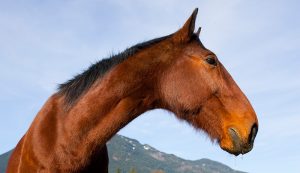 What You Need To Know About Choke In Horses