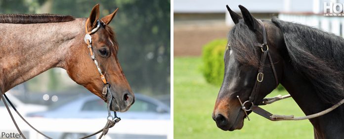 black and brown horse