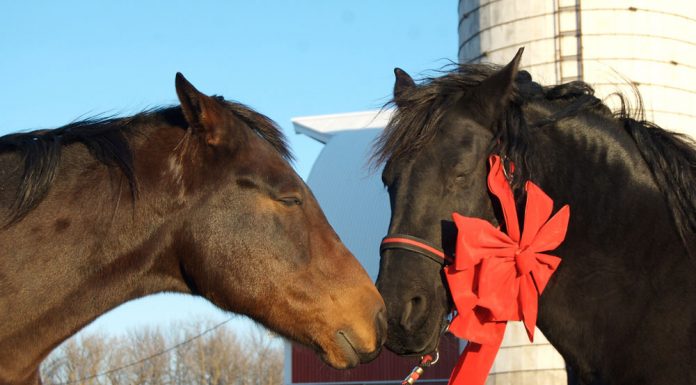 christmas horse friends