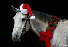christmas horse