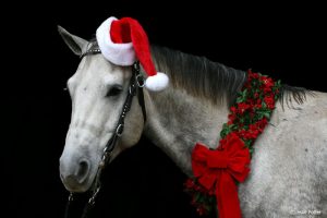 A Horse Owner’s Holiday Season Struggles