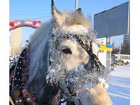 Ohio Town Hosts Holiday Equine Parade christmas parade