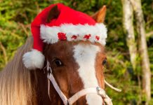 A Pony for Christmas…or Not christmas pony