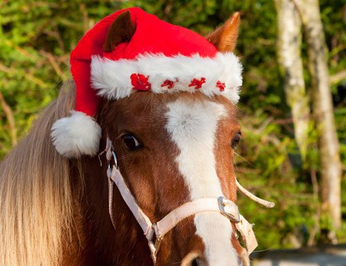 christmas pony