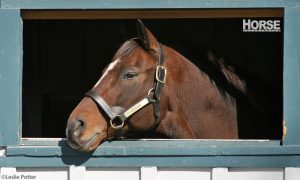 This Week in Horses—October 10, 2014