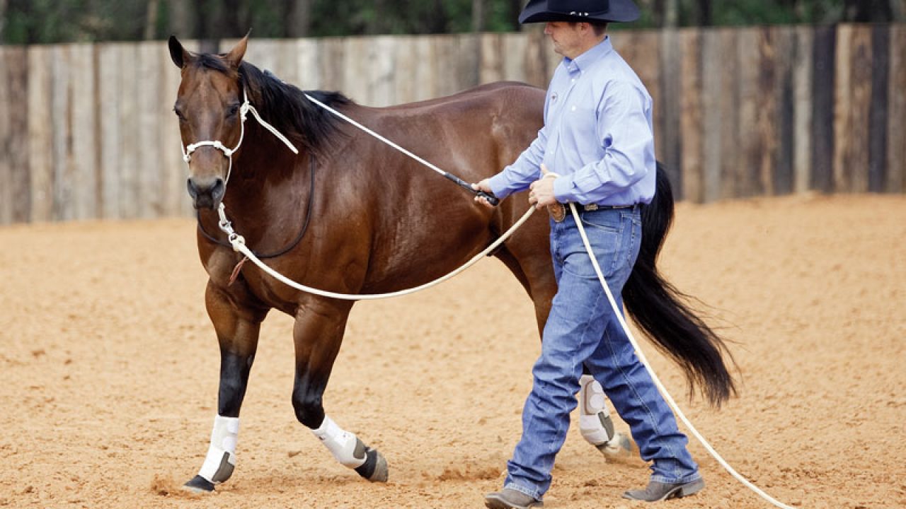 Clinton Anderson Groundwork Free PDF Booklet PDF Horses, 44 OFF