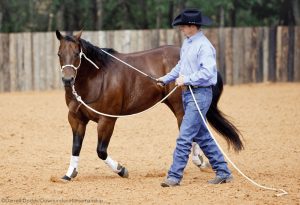 Circle Driving with Clinton Anderson