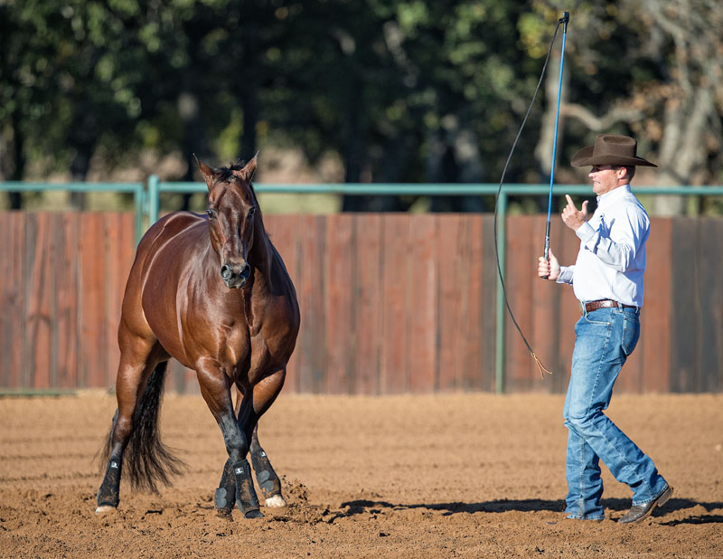 Trick Training with Clinton Anderson - Horse Illustrated