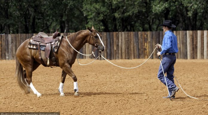 clinton spoiled horse
