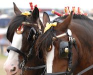clydesdale horse pair