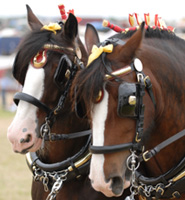 clydesdale horse pair