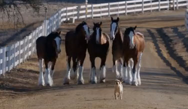 clydesdale horse