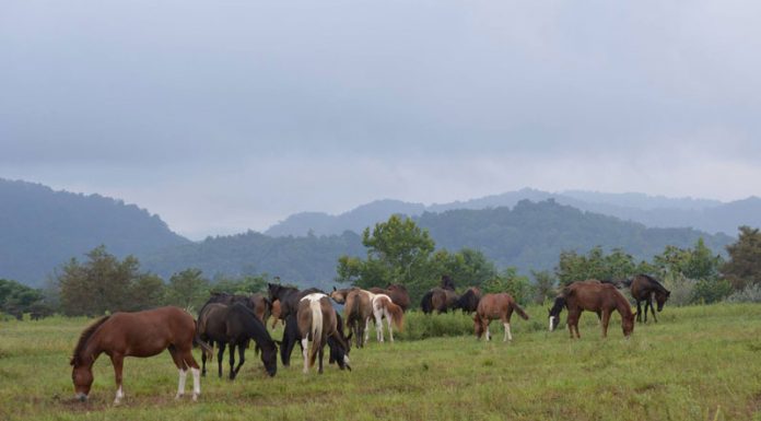 coal mine horses