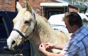 Why Do Horses Need Coggins Tests?