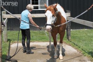 Epiphysitis in Growing Horses