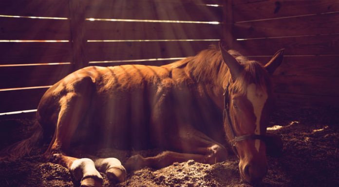 Horse lying down in a dark stall