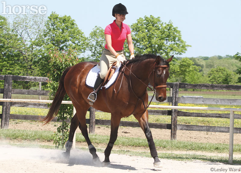 English horse and rider at a trot