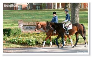 Should You Get an Equine Science Degree?