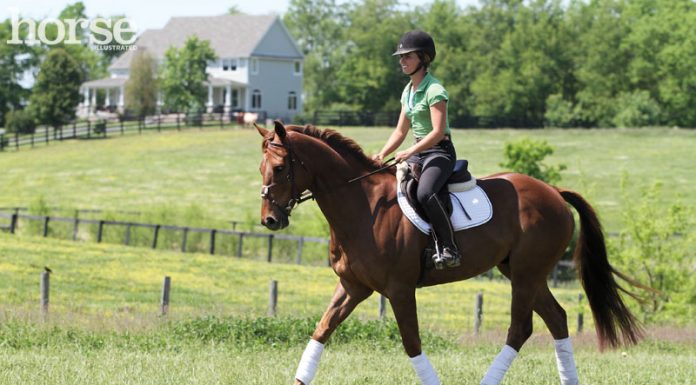 Horse and rider trotting