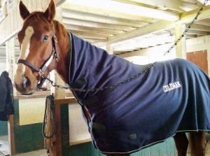 How to Cool Out Your Horse in Cold Weather