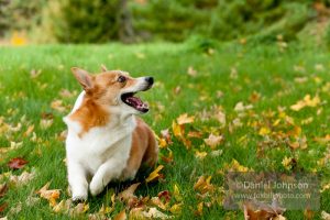 4 Reasons We Love Corgis