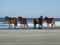 corolla horses
