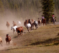 cowgirls working
