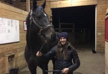 Zenyatta’s first colt, coming soon to the hunter/jumper circuit cozmic one desousa