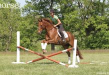 cross rail schooling