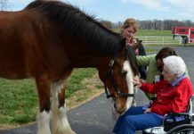 crossroads hospice clydesdales