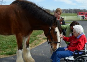 Budweiser Clydesdales Give 95-Year-Old Hospice Patient a Wish Come True