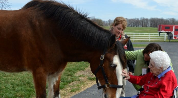 crossroads hospice clydesdales