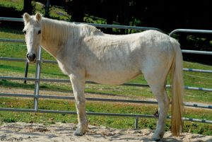 Cushing’s Disease in Horses