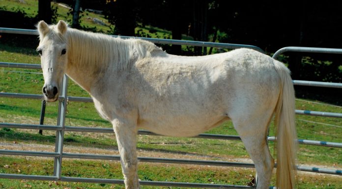 Horse with PPID that has been clipped.