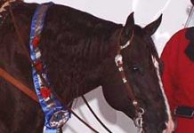 National Reining Breeders Classic Show Underway custom legend