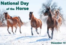 day of horse snow