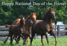 happy national day of the horse