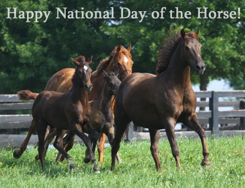 happy national day of the horse