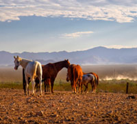 desert horses
