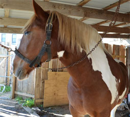 horse designing spaces