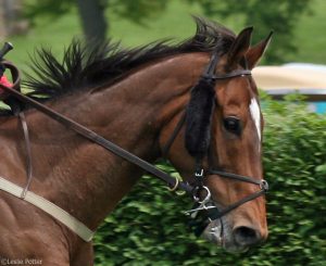 HorseChannel’s Online Bit Guide: Dexter Ring Bit